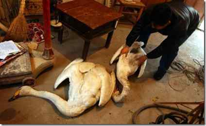 鸟类的外伤处理法