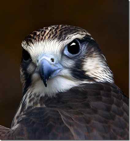 Picture talk 4:猛禽——猎隼