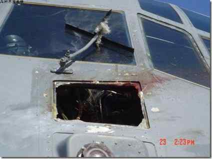 鸟撞惨遭斩首的白头雕