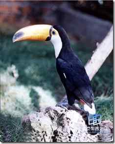 嘴峰最长的鸟类：巨嘴鸟