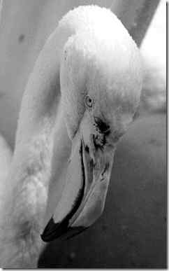 世界最长寿的火烈鸟遭虐待