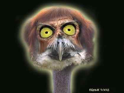 Picture talk 3:怪鸟