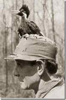 上帝鸟重现人间 象牙啄木鸟