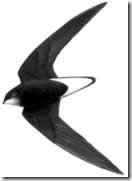 海南岛的鸟类资源