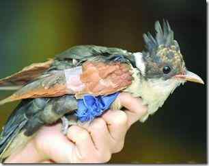 从没见过的怪鸟：孔雀与凤凰杂交？