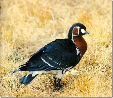 鸟类介绍：红胸黑雁