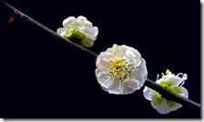 杭州西湖放鹤亭