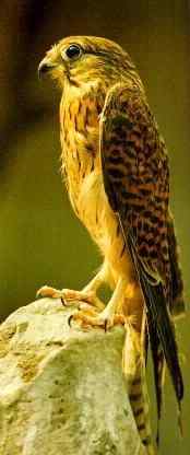 隼，鹰，雕，鹫，枭，鹞，鸢，鸮，鹞，鵟