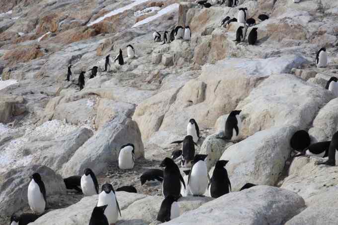 阿德雷企鹅 慢悠悠