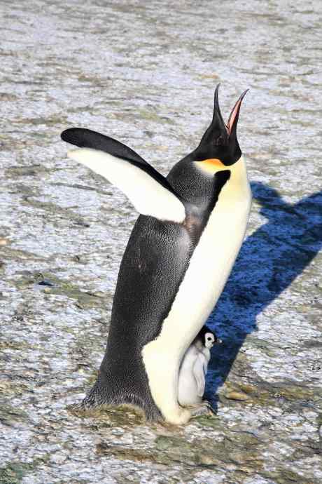 傲慢的帝王——帝企鹅