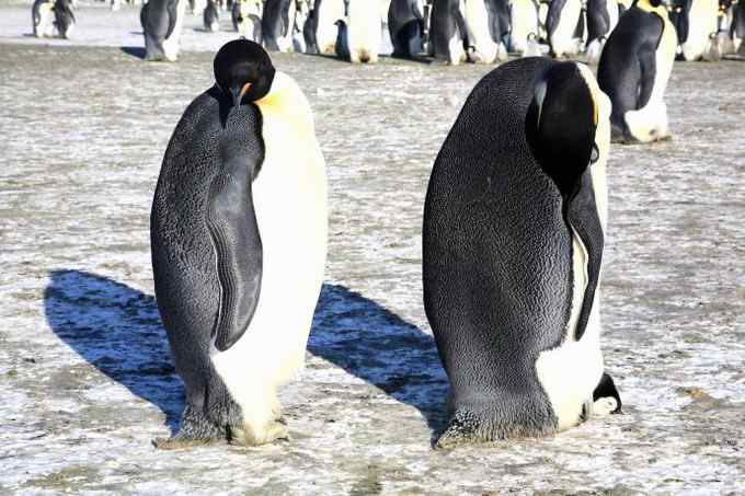 傲慢的帝王——帝企鹅