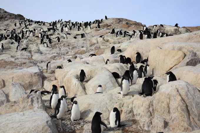 阿德雷企鹅 慢悠悠