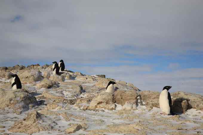 阿德雷企鹅 慢悠悠