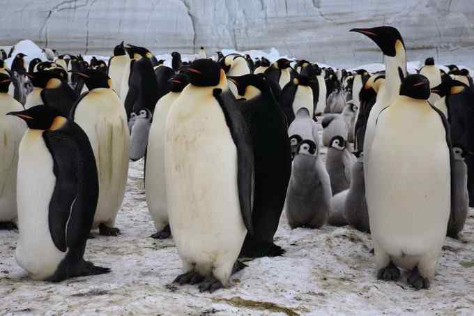 伟大领袖帝企鹅