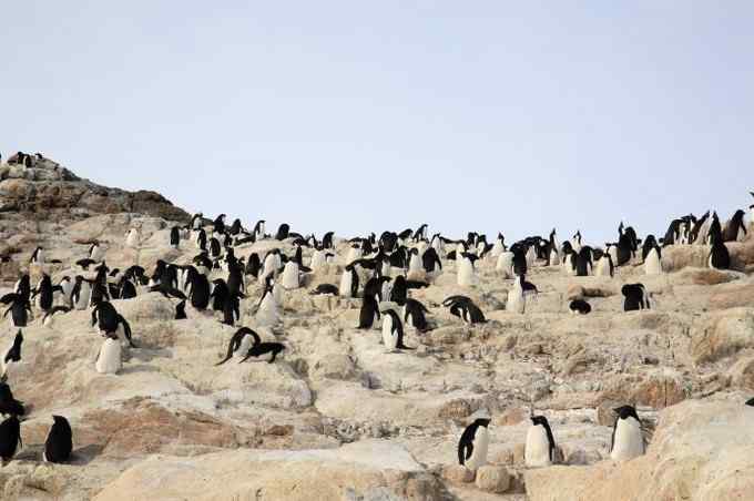 阿德雷企鹅 慢悠悠