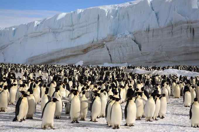 伟大领袖帝企鹅