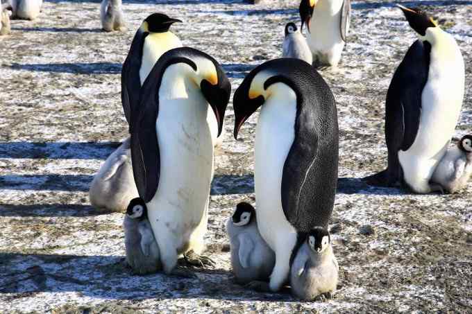 傲慢的帝王——帝企鹅