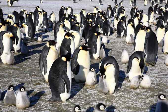 傲慢的帝王——帝企鹅