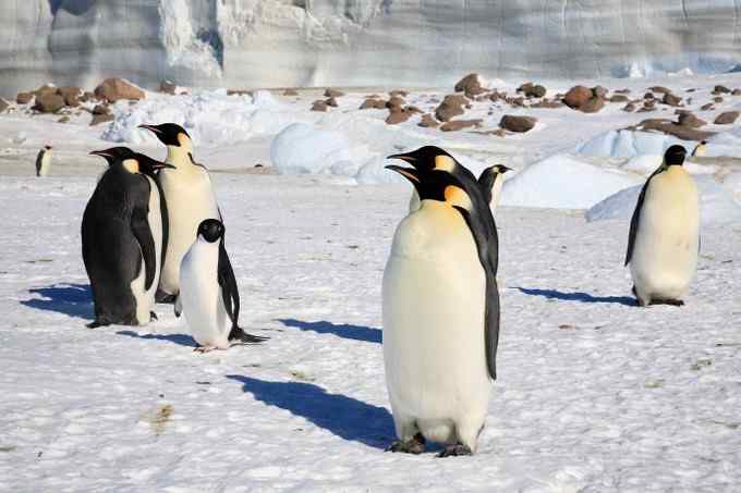 阿德雷企鹅 慢悠悠