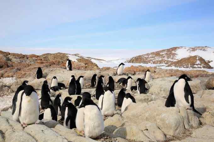 阿德雷企鹅 慢悠悠