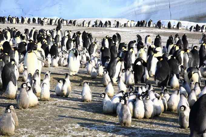 傲慢的帝王——帝企鹅