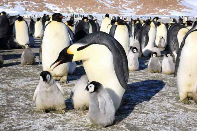 傲慢的帝王——帝企鹅