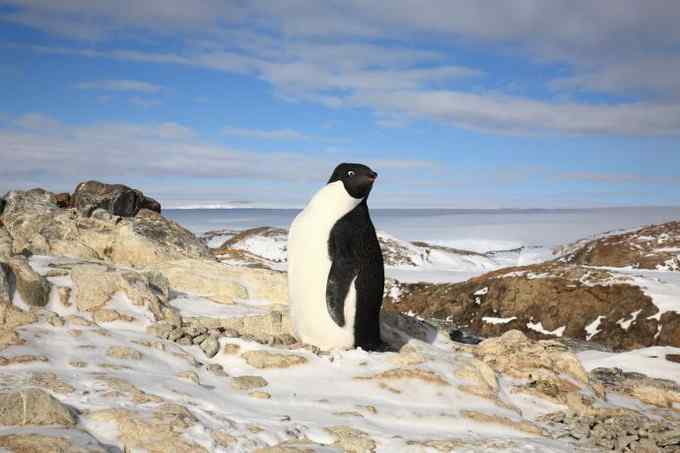 阿德雷企鹅 慢悠悠