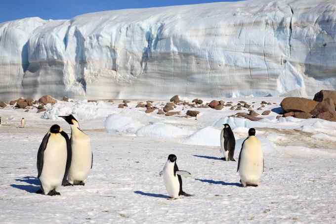 阿德雷企鹅 慢悠悠