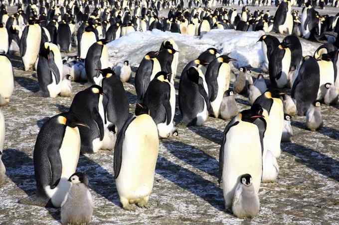 傲慢的帝王——帝企鹅