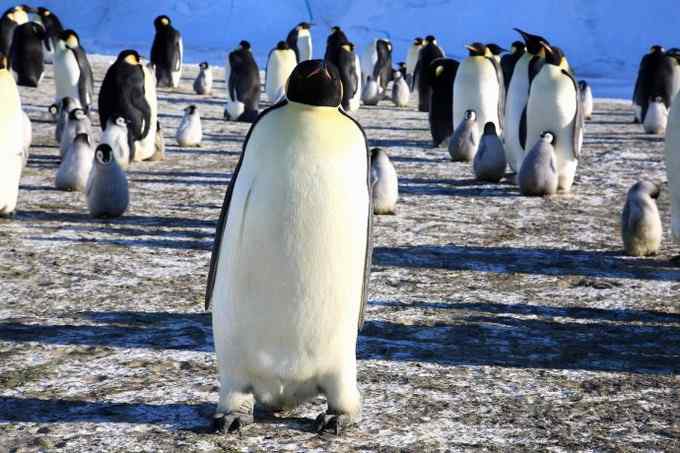 傲慢的帝王——帝企鹅