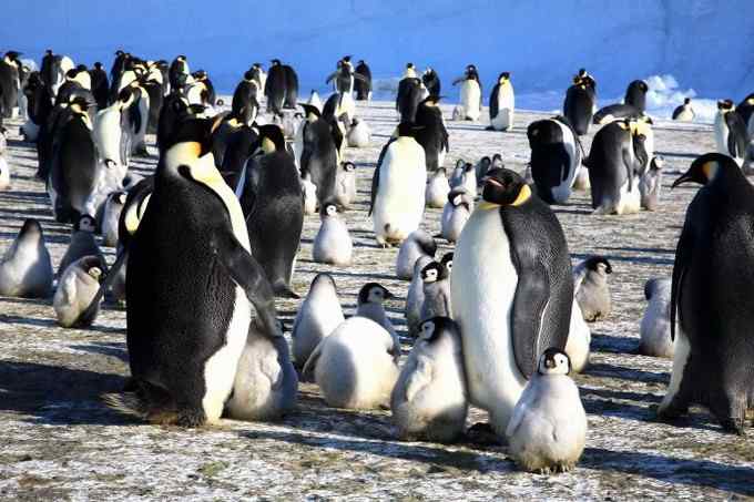 傲慢的帝王——帝企鹅