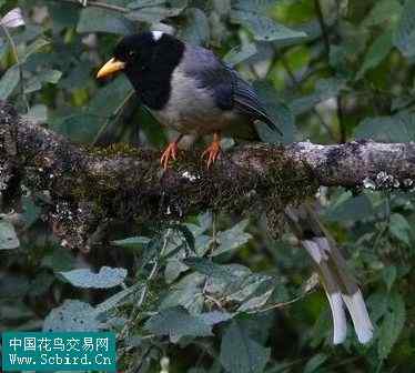 雀形目鸟类图谱大全：388张图！