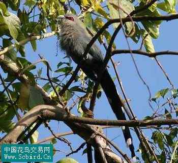 雀形目鸟类图谱大全：388张图！