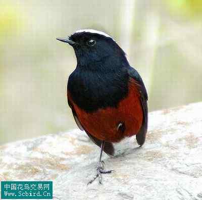 雀形目鸟类图谱大全：388张图！