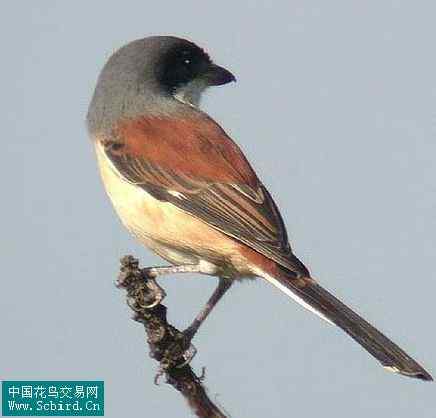 雀形目鸟类图谱大全：388张图！