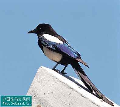 雀形目鸟类图谱大全：388张图！