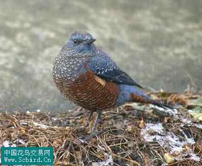 雀形目鸟类图谱大全：388张图！