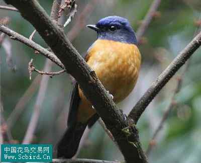 雀形目鸟类图谱大全：388张图！