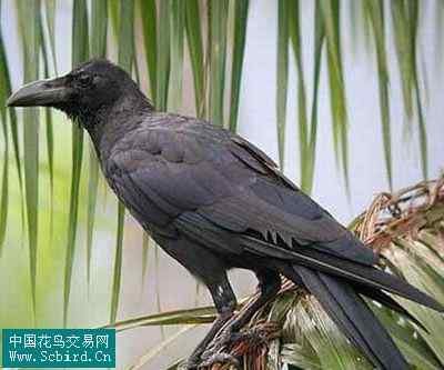 雀形目鸟类图谱大全：388张图！