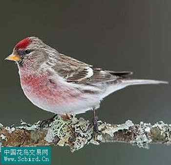 雀形目鸟类图谱大全：388张图！