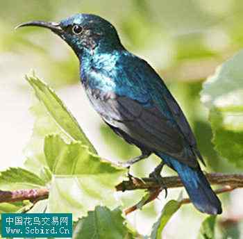 雀形目鸟类图谱大全：388张图！