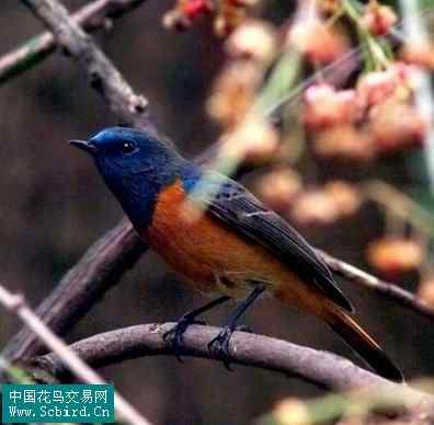 雀形目鸟类图谱大全：388张图！