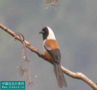 雀形目鸟类图谱大全：388张图！