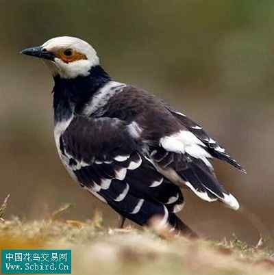 雀形目鸟类图谱大全：388张图！