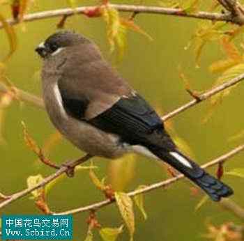 雀形目鸟类图谱大全：388张图！