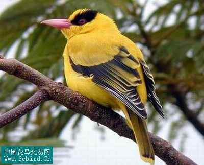 雀形目鸟类图谱大全：388张图！