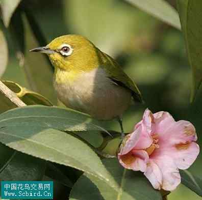 雀形目鸟类图谱大全：388张图！