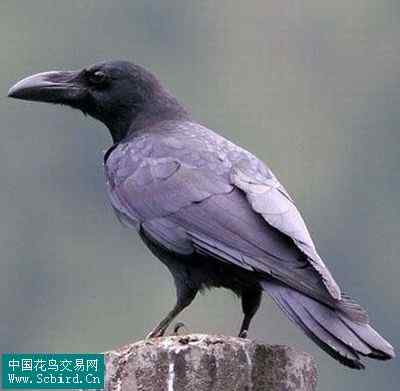 雀形目鸟类图谱大全：388张图！