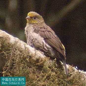 雀形目鸟类图谱大全：388张图！