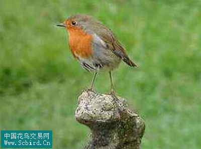 雀形目鸟类图谱大全：388张图！